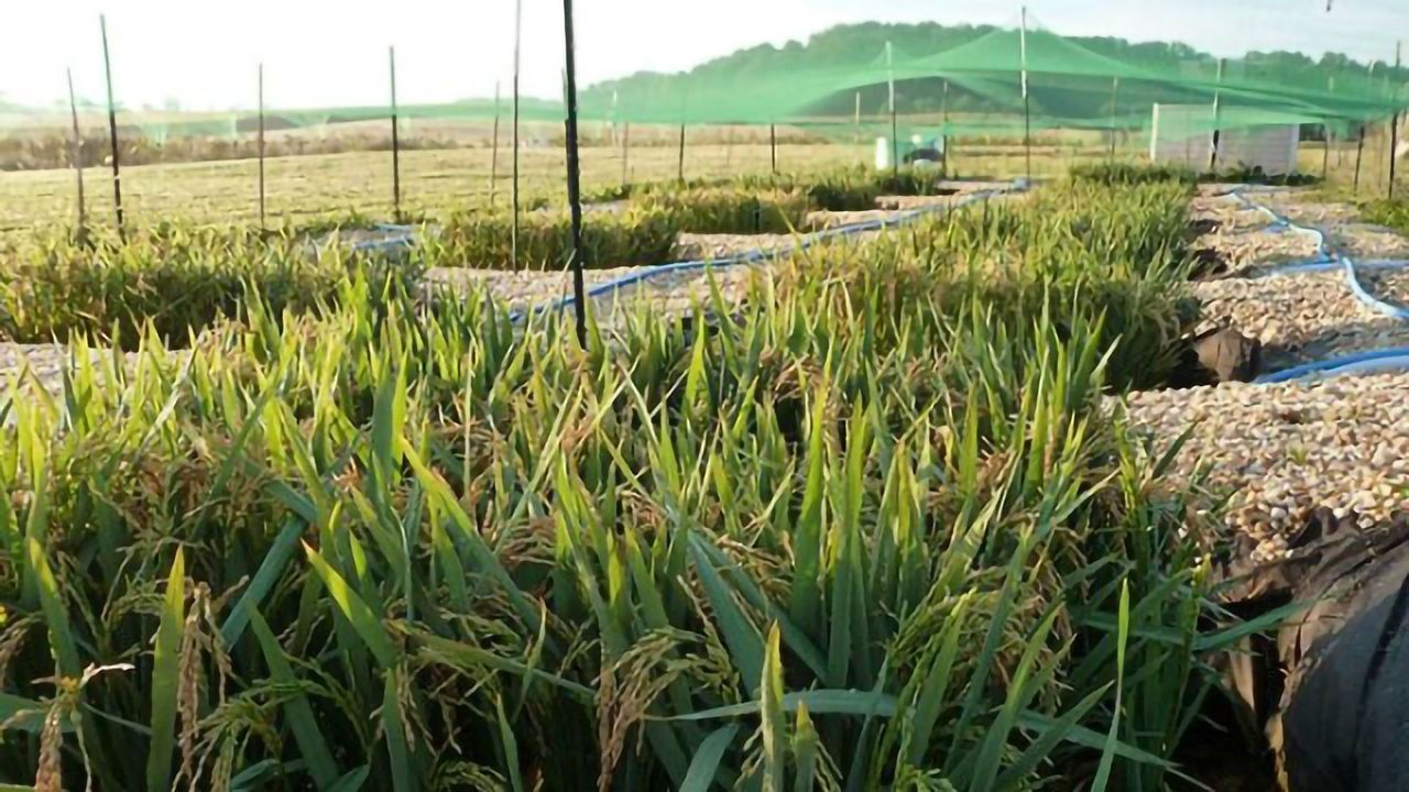 Some Food Contamination Starts During Growth