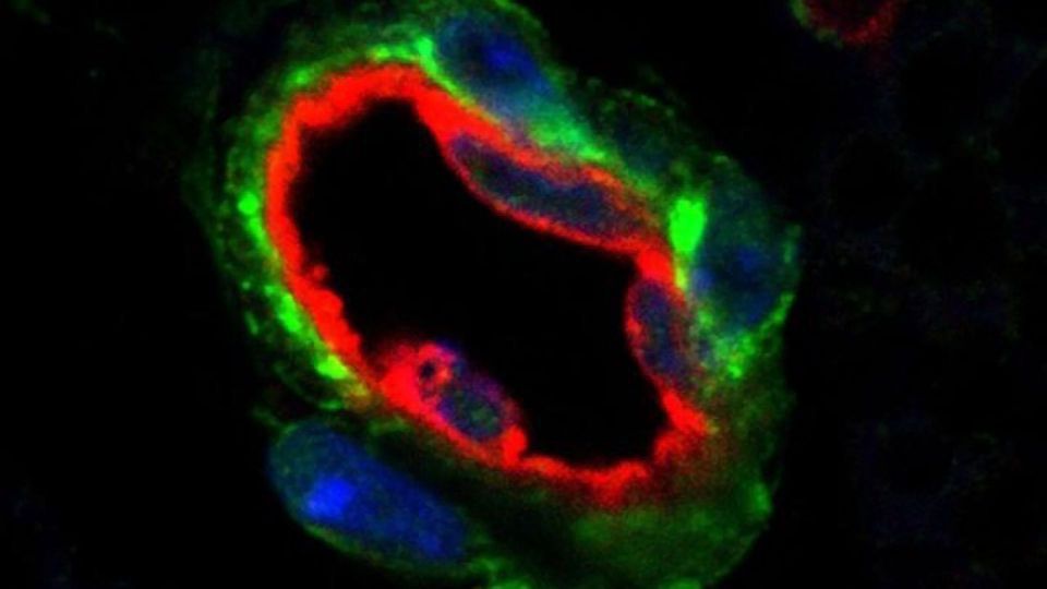 Two Studies Shed Light on How and Where the Body Can Add New Fat Cells content piece image