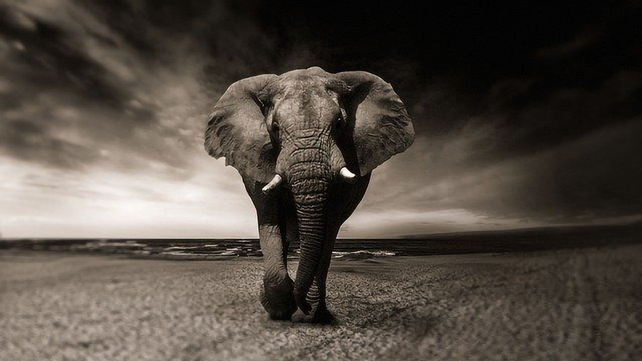 Investigating How Elephants Evolved To Become Resistant to Cancer