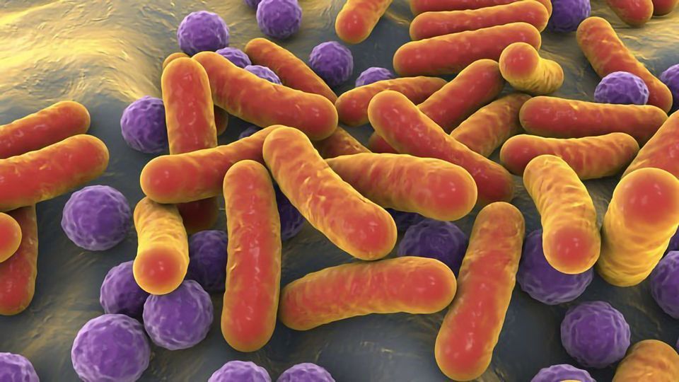 Gut Microbiome Modulates Immune Response in Some Liver Cancer Patients content piece image