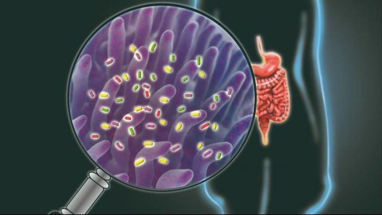 Technique Gives a Window Into the Impact of Prebiotics and Probiotics on Gut Health