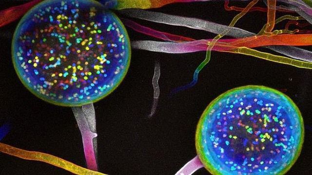 Plants May Be Able To Control the Genetics of Their Microbial Symbionts ...