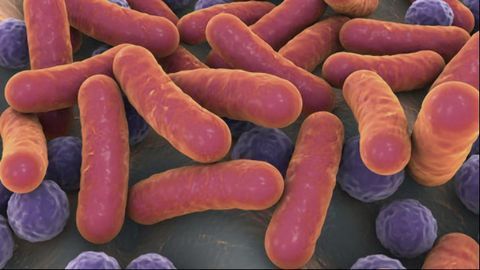 Fecal Transplant Boosts Cancer Immunotherapy