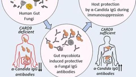 Immune System Primed Against Infection by Gut Fungi