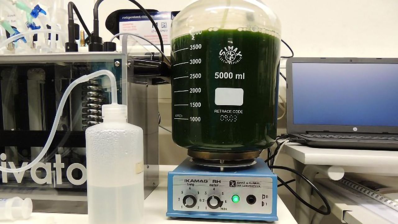 Food Supplement Pigment Sourced From Microalgae