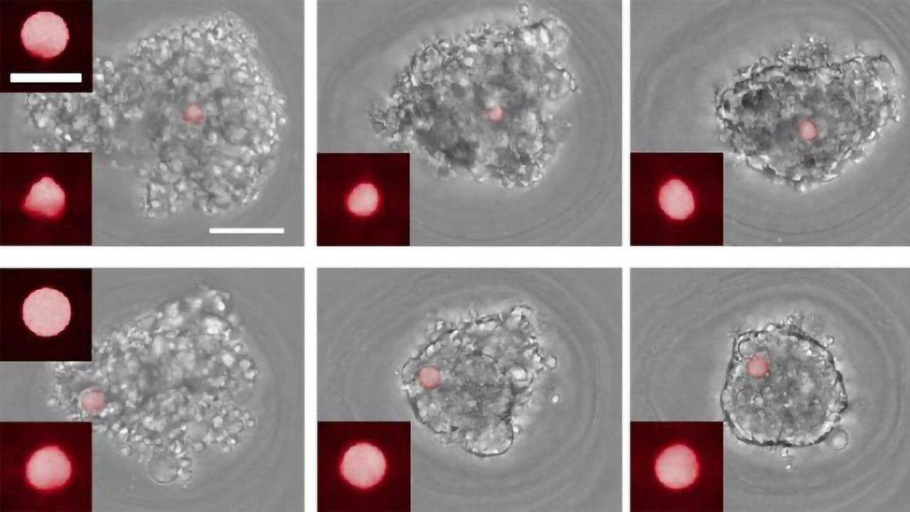 Cellular Forces Involved in Tissue Generation Revealed