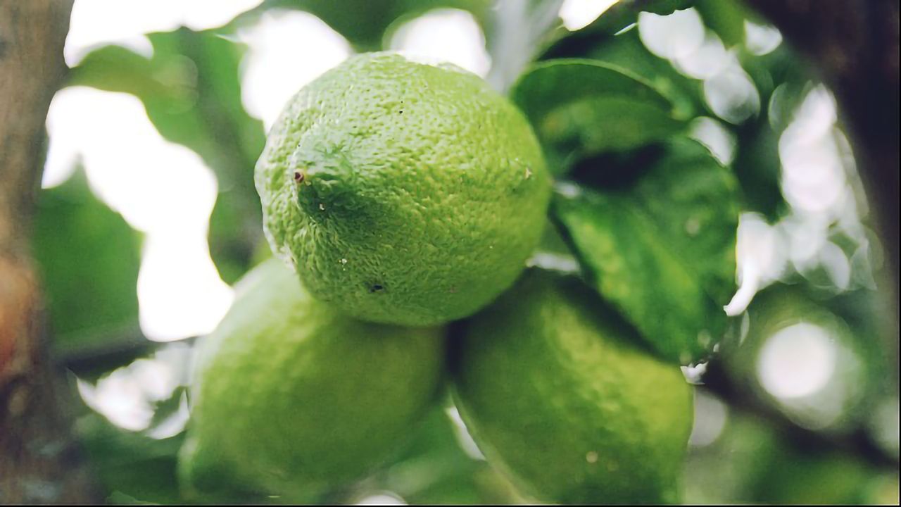 Peptide Prevents and Treats Killer Citrus Disease