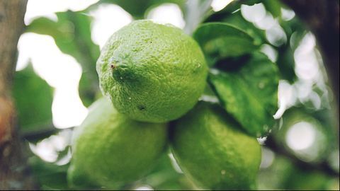 Peptide Prevents and Treats Killer Citrus Disease