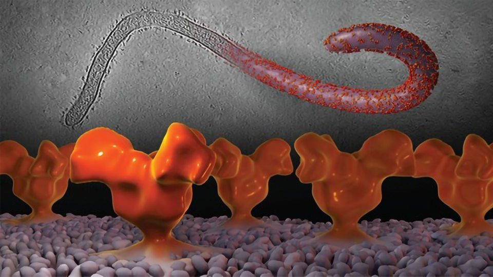 Team Discovers New Drug Binding Site on Ebola and Marburg Viruses content piece image