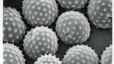 Worsening Allergy Season Linked to Human-Caused Climate Change