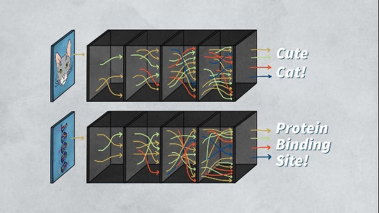 What Happens Inside AI's Black Box?