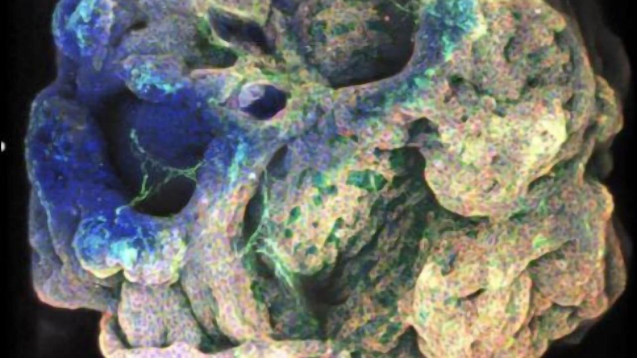 New Method Developed for "Up-Sizing" Organoids