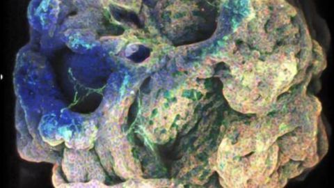New Method Developed for "Up-Sizing" Organoids
