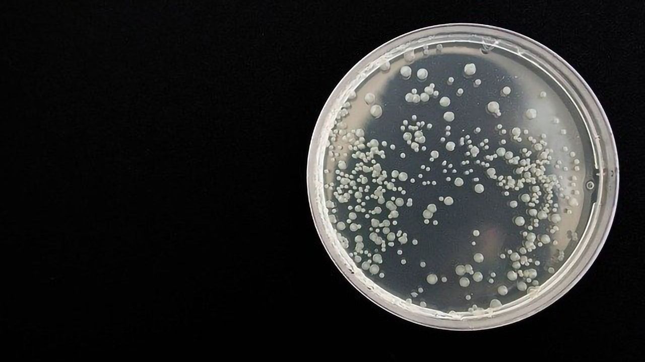 Fighting Bacteria With Viruses in Hard-To-Reach Locations