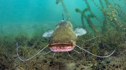 Meet the Fish That Walk on Land