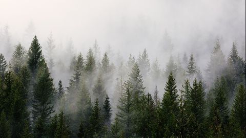 Inflammatory Molecules an Underlying Cause of COVID-19 Brain Fog