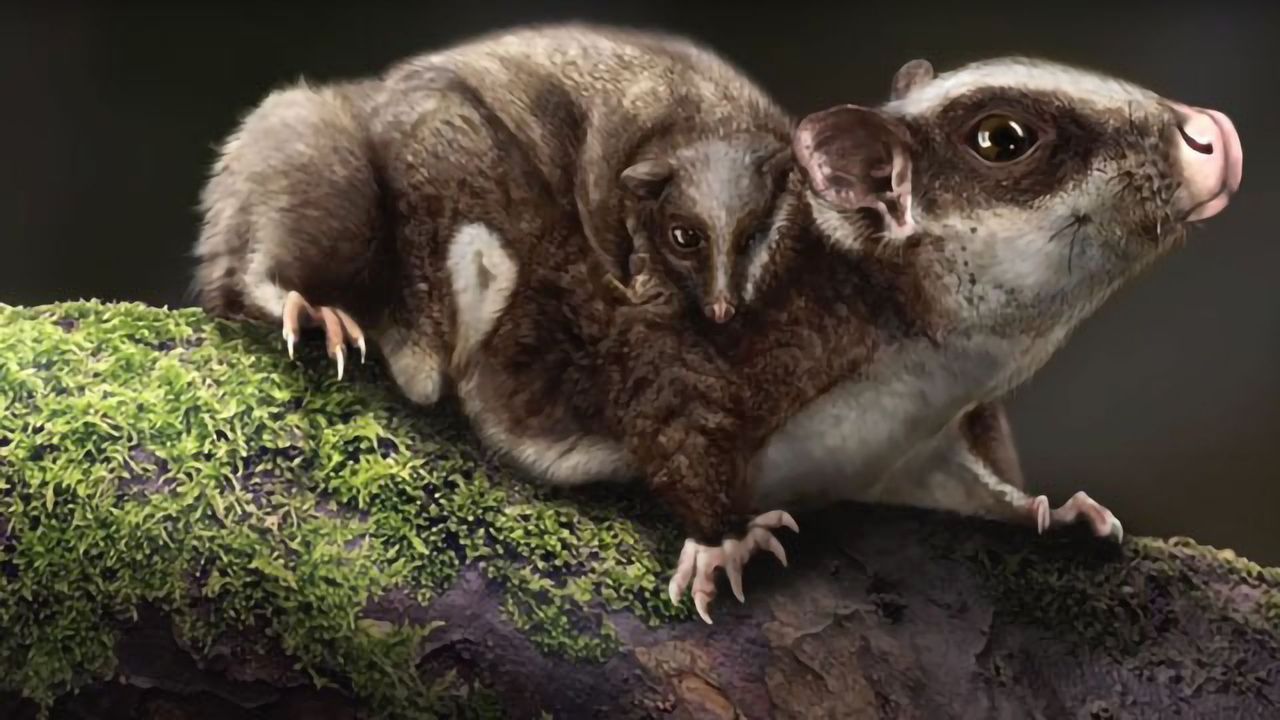 Fossilized Glider Takes the Origin of Mammals Back to the Triassic