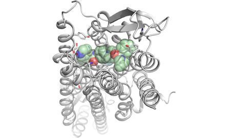 Molecular Blueprint of Receptor Could Help To Design New Drugs for Epilepsy