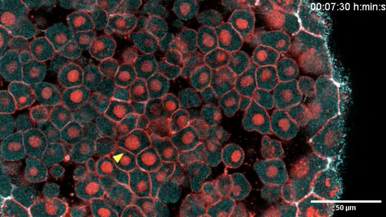 Developing Embryos Show Earliest Signs of Immune Response