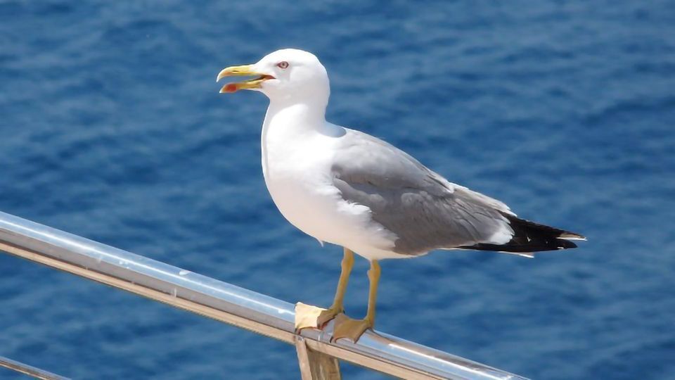 Seagulls as Sentinels of Environmental Antibiotic Resistance Issues content piece image