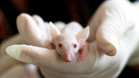 GIP Receptor: A Novel Therapeutic Target To Tackle Obesity?
