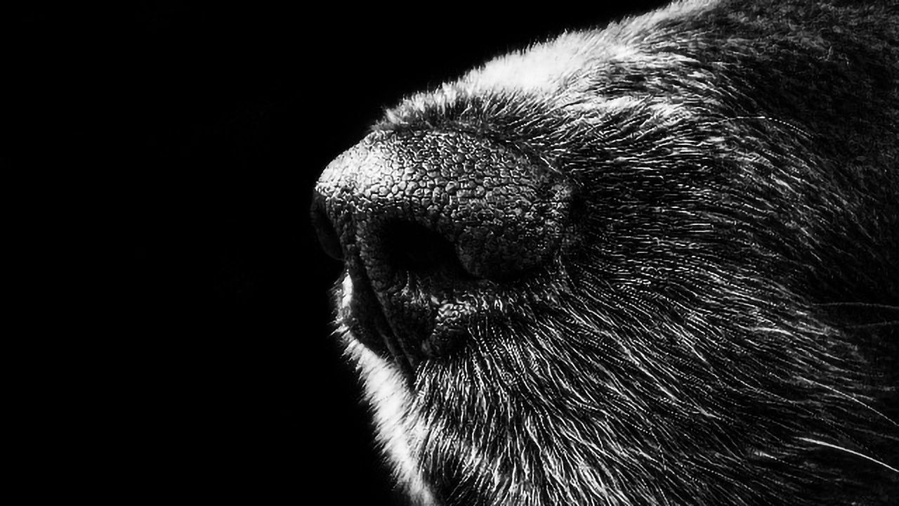 Use of Scent Detection Dogs For SARS-CoV-2 Screening Shows Promise, Review Suggests