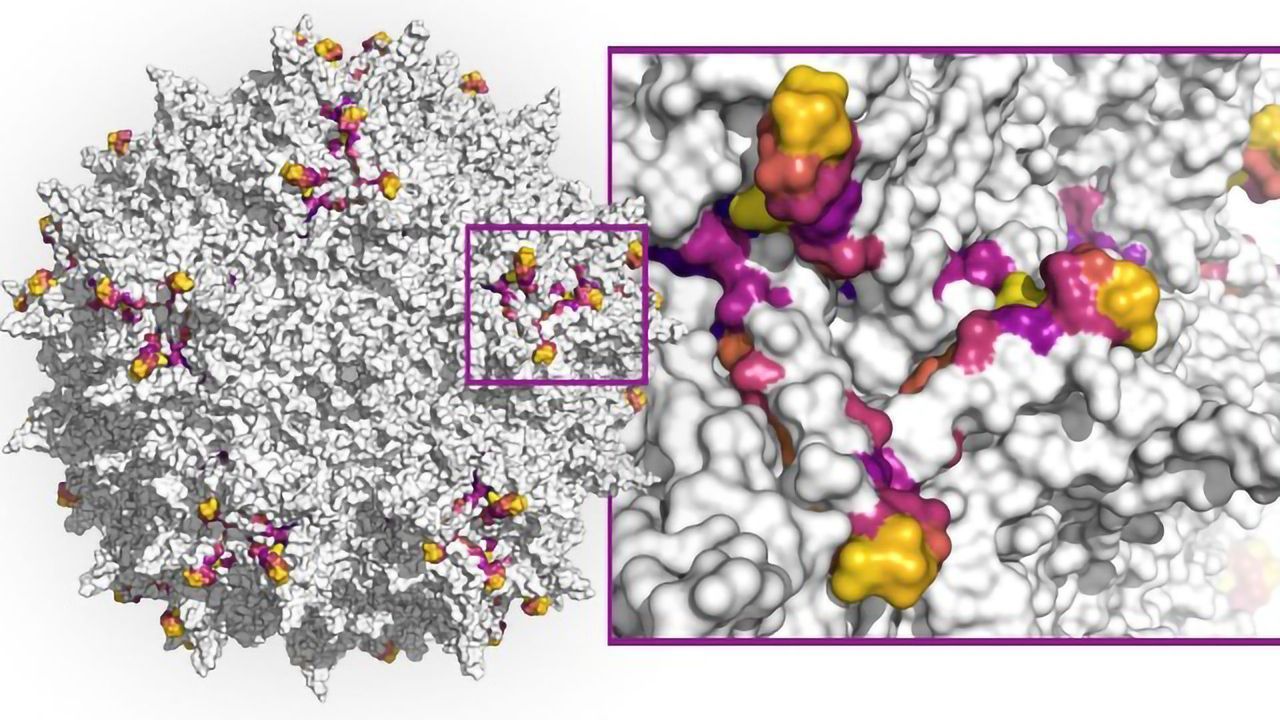 Using Machine Learning To Create Better Gene Therapies