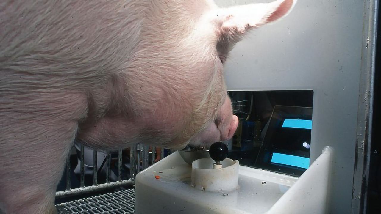 Ham Theft Auto: Researchers Teach Pigs To Play Video Games