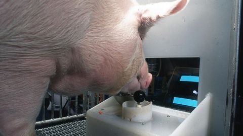 Ham Theft Auto: Researchers Teach Pigs To Play Video Games