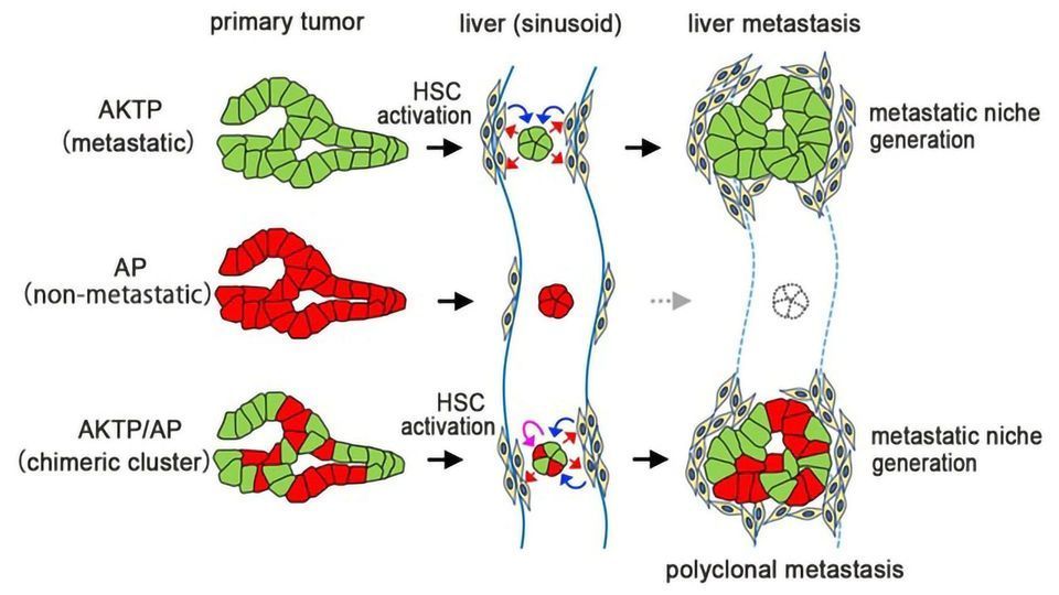 Insights Into How Cancer Cells Spread content piece image