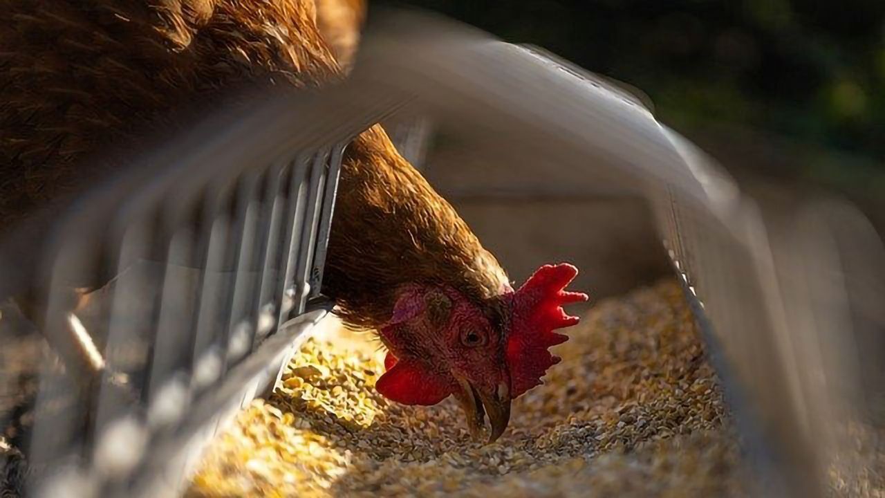 How Harmless Gut Bacteria “Turn Bad”
