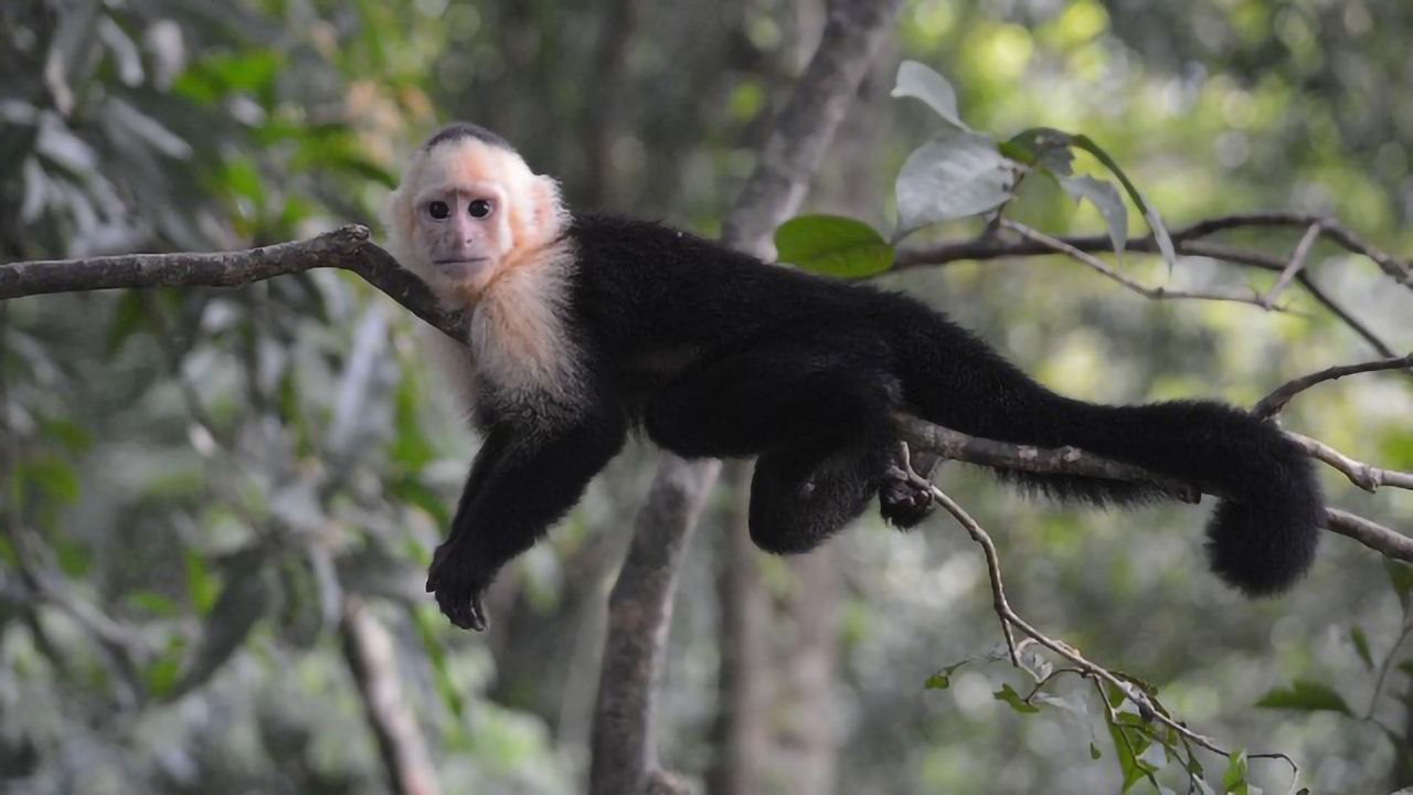 Capuchin Monkey Genome Sequenced for the First Time