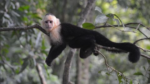 Capuchin Monkey Genome Sequenced for the First Time