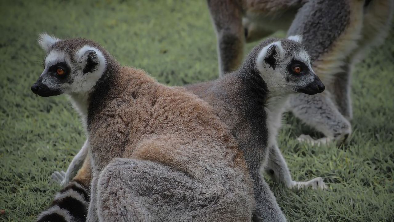 Lack of Lemur "Love Potion" Suggests Monogamy Isn't As Simple As It Seems