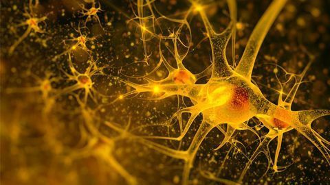Lack of Oxygen Makes Nerve Cells Grow