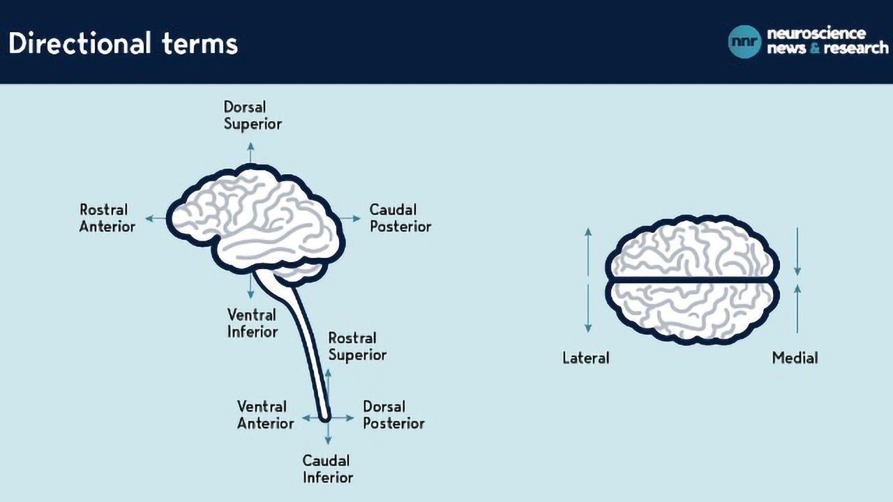 Navigating the Brain: A Cheat Sheet