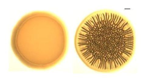 Unraveling How Cholera Adapts to Temperature