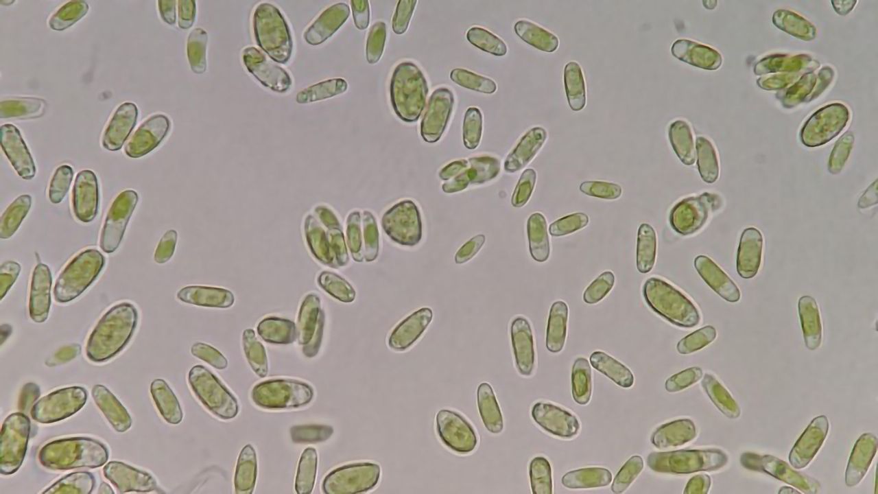Bacteria and Algae Hitch a Ride in Clouds