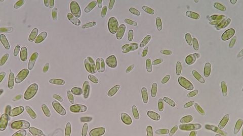 Bacteria and Algae Hitch a Ride in Clouds