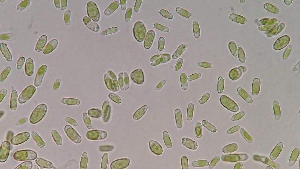 Bacteria and Algae Hitch a Ride in Clouds content piece image