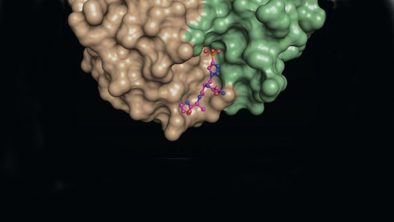 Uncovering the Workings of a Key Molecule Involved in Liver Cancer