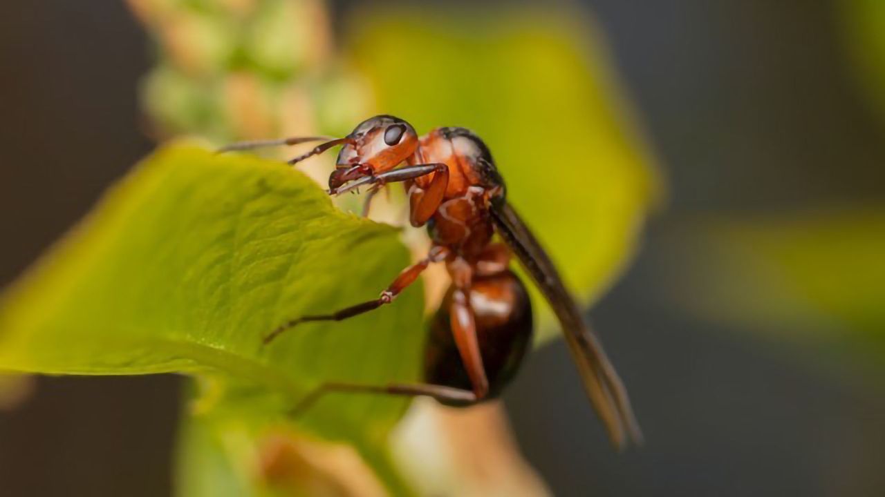 Biofuel Production Gets a Helping Hand From Termite Gut Microbes