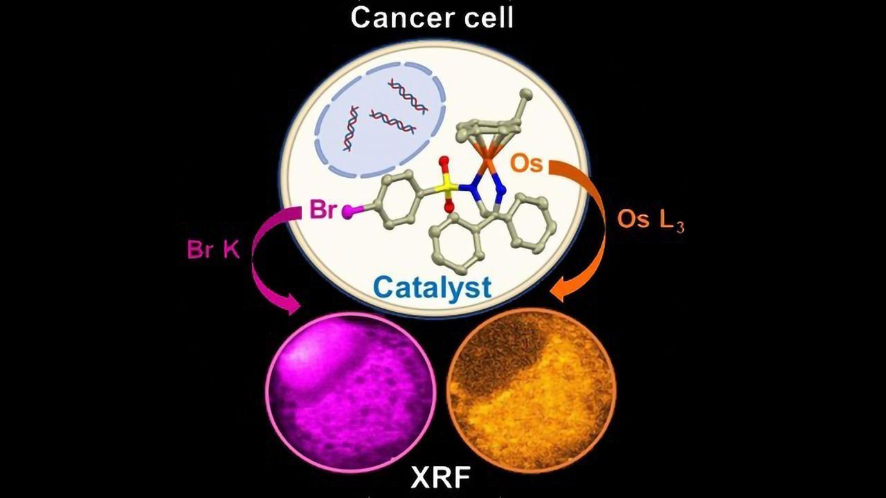 Tracking How a Potential Cancer Treatment Reacts in a Single Cell