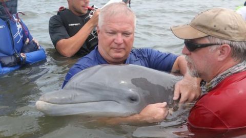 Oil Spills Have Long-Term Impact on Dolphin Immune System