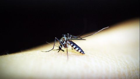 Breakthrough Test for Malaria Developed