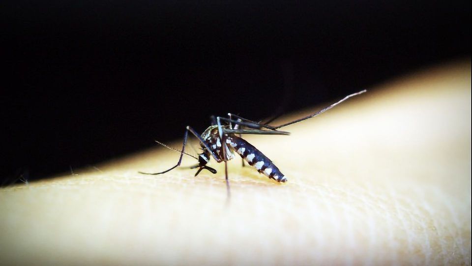 Breakthrough Test for Malaria Developed content piece image
