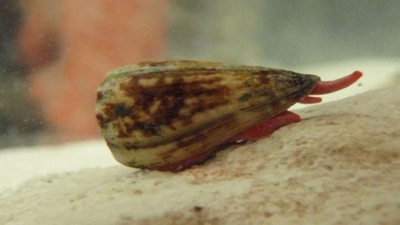 Could Cone Snail Venom Be Used To Treat Severe Malaria?