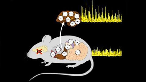 Cellular Clocks Can Be Synchronized Without the Intervention of External Signals