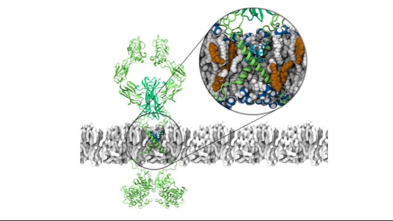 New Information Uncovered on the Action of Antidepressants