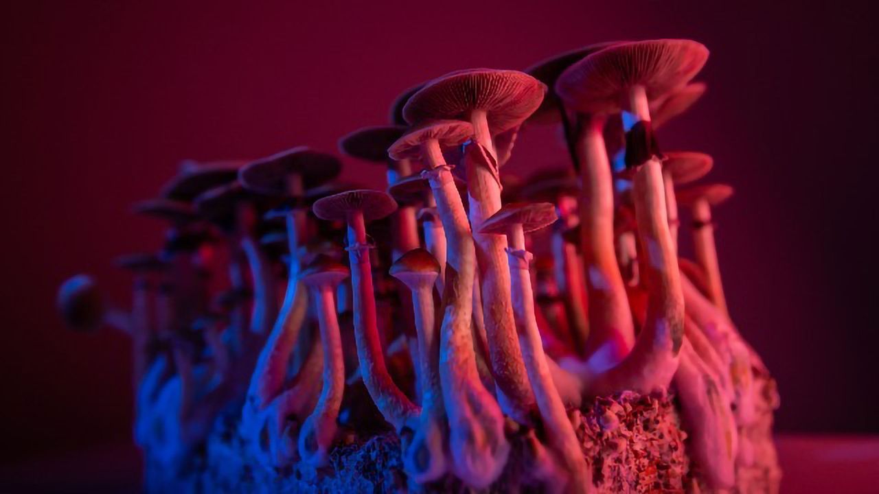 Behind the World-First Export of Jamaican Psilocybin Mushrooms